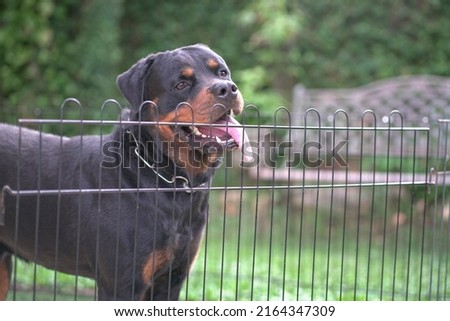 Dog Rottweiler portrait behind fence. Guard dog or security concept.