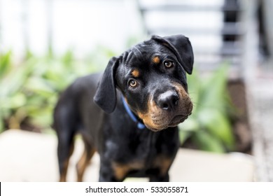 Dog Rottweiler Puppy Looking to camera with head tilted