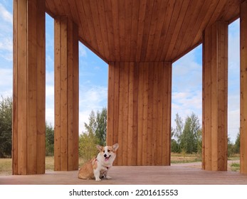 Dog Royal Corgi. Dog On A Wooden Background.