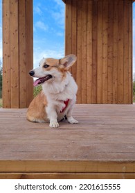 Dog Royal Corgi. Dog On A Wooden Background.