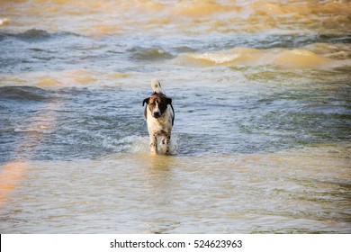 The Dog Run Away From Flood 