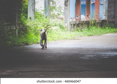 Dog Run Away On Street