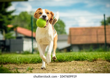 120,627 Dogs run on grass Images, Stock Photos & Vectors | Shutterstock