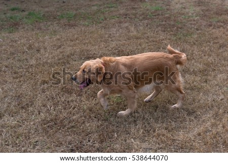 Similar – Small, blond Labrador puppy runs clumsily across the lawn, his floppy ears flying up