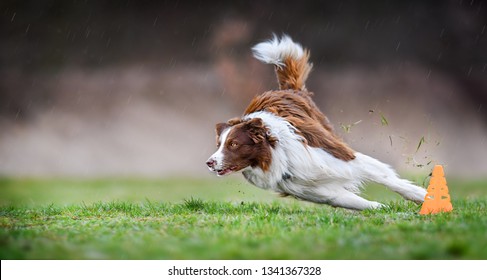 Dog Run Side View. Brown And White Border Collie Turn Very Fast Around Cone On Meadow. Agility Training Place.