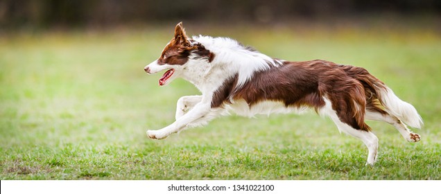 Dog Run Side View. Young Brown White Border Collie Jump On Meadow.