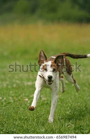 Similar – Happy Dog on Green Grass