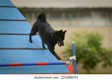 Dog, is running in agility A frame.  Amazing evening, Hurdle having private agility training for a sports competition - Shutterstock ID 2251898791