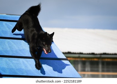 Dog, is running in agility A frame.  Amazing evening, Hurdle having private agility training for a sports competition - Shutterstock ID 2252181189