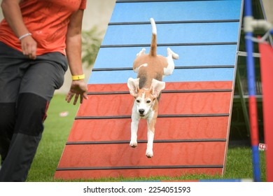 Dog, is running in agility A frame.  Amazing evening, Hurdle having private agility training for a sports competition - Shutterstock ID 2254051593