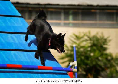 Dog, is running in agility A frame.  Amazing evening, Hurdle having private agility training for a sports competition - Shutterstock ID 2255114817