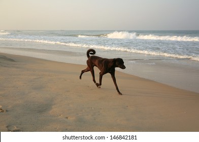 Dog Running Along A Beach, India