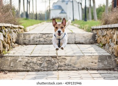 Dog Running By Path At Park And Jumping At Ladder