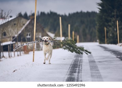 Dog running with "christmas tree". Labrador retriever holding branch of pine against rural landscape in winter.