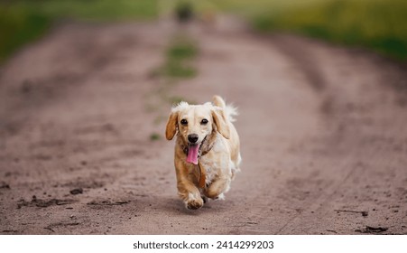 Dog Running Down Dirt Road With Tongue Out. A lively dog races down a dusty dirt road with its tongue happily wagging in the air.