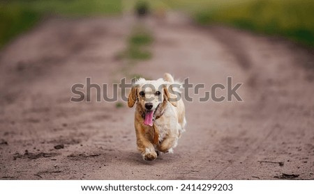 Dog Running Down Dirt Road With Tongue Out. A lively dog races down a dusty dirt road with its tongue happily wagging in the air.