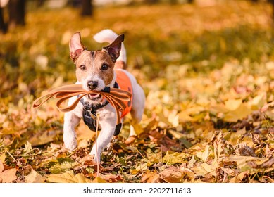 Dog running in Fall park with accessories for professional dog walker: leash, harness, safety vest and dog tag - Shutterstock ID 2202711613