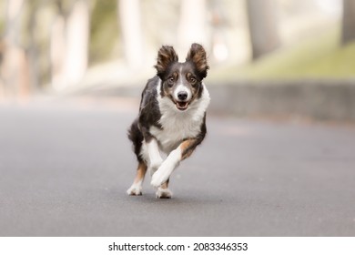 Dog Running. Fast Pet. Active Border Collie Dog Breed In The Park. Close Up Action Shot