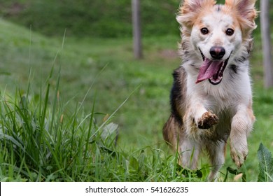 Dog Running Happily Towards Camera