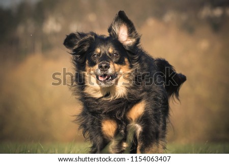 Similar – Dog breed Bernese Mountain Dog