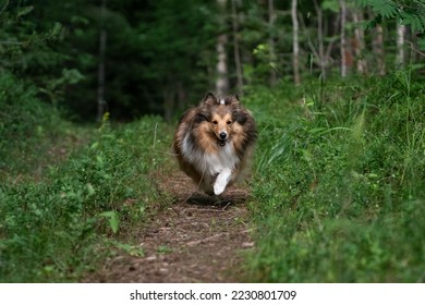 Dog running happy in grass - Shutterstock ID 2230801709