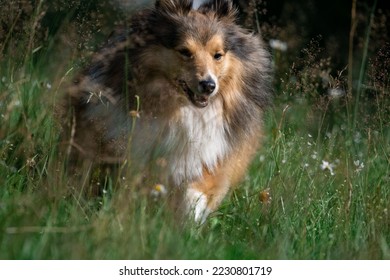 Dog running happy in grass - Shutterstock ID 2230801719