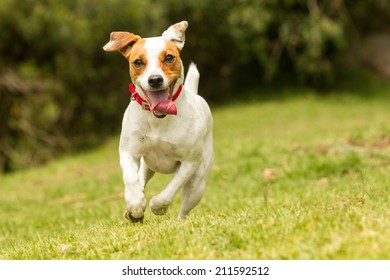 Dog Running Happy Toward Camera Jumping Terrier Russel Parson Cute Cheerful Hound Race To The Camera Mid Angle High Speed Shot Dog Running Happy Toward Camera Jumping Terrier Russel Parson Cute Run Pl