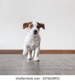 Dog Running At Home. Puppy Jack Russell Terrier