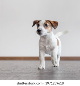 Dog Running At Home. Puppy Jack Russell Terrier 