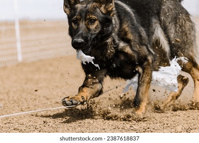 dog running lure course sport in the dirt on a sunny summer day - Shutterstock ID 2387618837