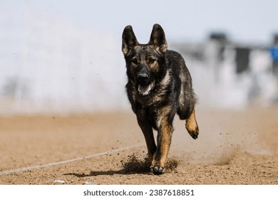 dog running lure course sport in the dirt on a sunny summer day - Shutterstock ID 2387618851