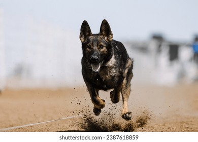 dog running lure course sport in the dirt on a sunny summer day - Shutterstock ID 2387618859