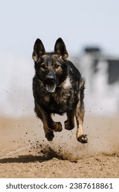 dog running lure course sport in the dirt on a sunny summer day - Shutterstock ID 2387618861