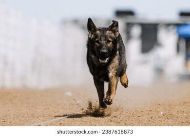 dog running lure course sport in the dirt on a sunny summer day - Shutterstock ID 2387618873