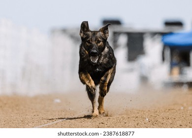 dog running lure course sport in the dirt on a sunny summer day - Shutterstock ID 2387618877