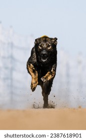 dog running lure course sport in the dirt on a sunny summer day - Shutterstock ID 2387618901