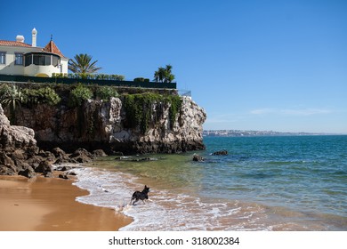 Dog Running On The Beach On The Background Of The House On The Rock