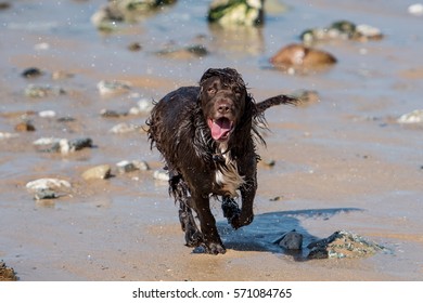 A Dog Running On The Beach On A Sunny Day In Cornwall, UK.