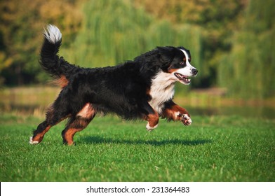 Dog Running On The Grass