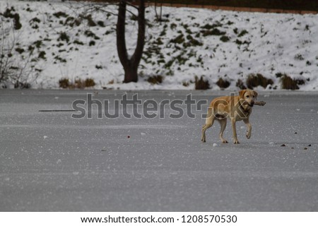 dog running on ice