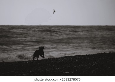 Dog Running on Rocky Beach During Stormy Weather
A silhouette of a dog running along a rocky beach, with stormy waves crashing and a seagull flying overhead, creating a dramatic scene.
 - Powered by Shutterstock