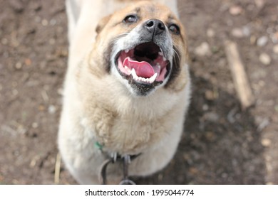 犬 虫歯 の写真素材 画像 写真 Shutterstock