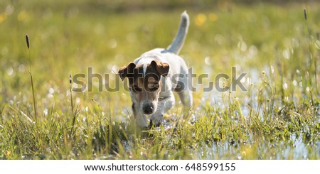 Dog running over dripping wet meadow - jack russell terrier ten years old