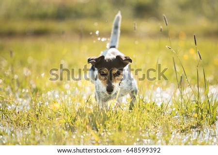 Dog running over dripping wet meadow - jack russell terrier seven years old