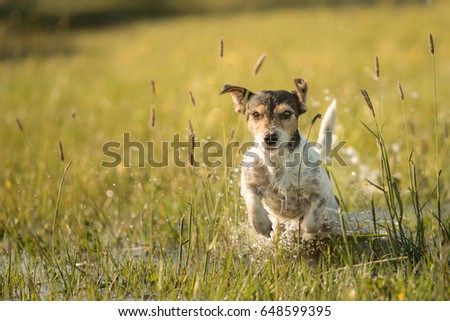 Dog running over dripping wet meadow - jack russell terrier seven years old