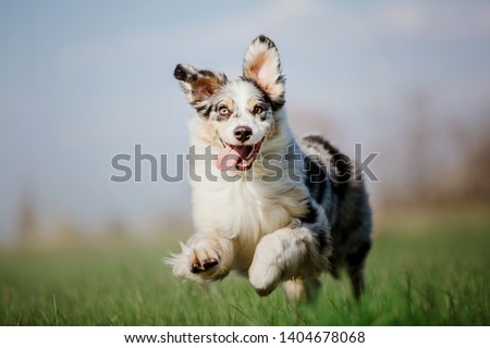 Dog running and playing in the park. Australian Shepherd, Aussie