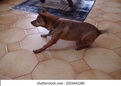 Dog In A Running Position, Wagging His Tail