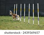 Dog running slalom on the agility field for dogs