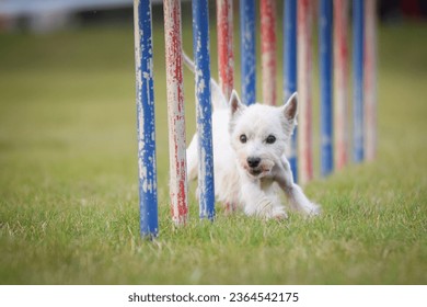 Dog is running slalom on his agility training on agility summer camp czech agility slalom. - Shutterstock ID 2364542175