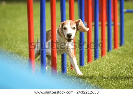 Dog is running slalom on his agility training on agility summer camp czech agility slalom.	
